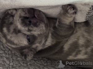 Zdjęcie №3. Erstaunliche französische bulldoggen*Health*Papers*DNA. Niemcy