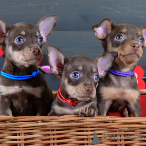 Zdjęcie №2 do zapowiedźy № 154702 na sprzedaż  pražský krysařík - wkupić się Niemcy prywatne ogłoszenie