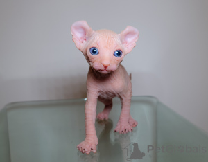 Zdjęcie №4. Sprzedam elf w Londyn. prywatne ogłoszenie - cena - 5023zł