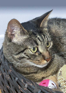 Zdjęcie №4. Sprzedam  w Moskova. prywatne ogłoszenie - cena - Bezpłatny