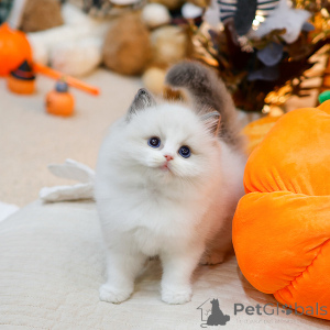 Zdjęcie №1. ragdoll - na sprzedaż w Reims | negocjowane | Zapowiedź № 158641