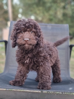 Zdjęcie №1. labradoodle - na sprzedaż w Tula | 15470zł | Zapowiedź №114610