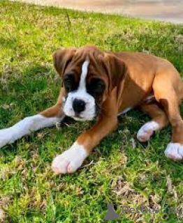 Zdjęcie №3. Zabawa Boxerpuppy'ego. Belgia