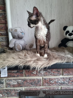 Zdjęcie №2 do zapowiedźy № 31711 na sprzedaż  devon rex - wkupić się Ukraina od żłobka, hodowca