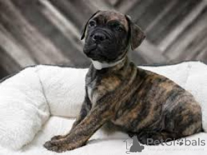 Zdjęcie №3. Bull Mastiff Szczenięta. Niemcy