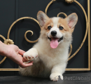 Dodatkowe zdjęcia: szczenięta welsh corgi pembroke od Championa