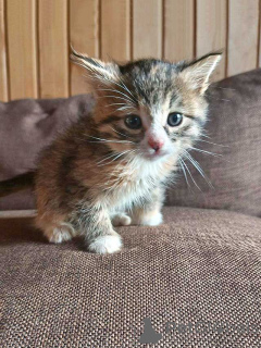 Zdjęcie №1.  - na sprzedaż w Moskova | Bezpłatny | Zapowiedź № 157032