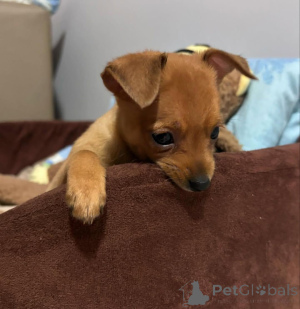 Zdjęcie №3. Wyszkolone szczenięta Dobermana. Niemcy