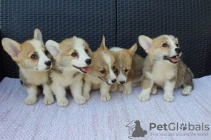 Dodatkowe zdjęcia: Szczenięta Welsh Corgi Pembroke