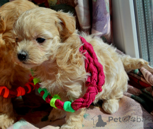 Zdjęcie №3. Maltipoo F1.  Maluchy są już gotowe do zamieszkania w nowym domu.. Ukraina