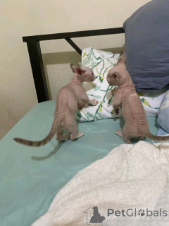 Zdjęcie №3. Bambino-kätzchen zur adopcja verfügbar. Niemcy