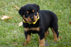 Zdjęcie №3. Entzückende Rottweiler-Welpen stehen zur Adopcja zur Verfügung. Niemcy