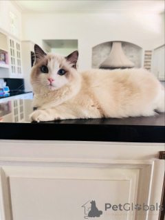 Zdjęcie №2 do zapowiedźy № 155568 na sprzedaż  ragdoll - wkupić się Irlandia prywatne ogłoszenie