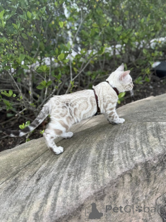 Zdjęcie №2 do zapowiedźy № 155421 na sprzedaż  kot bengalski - wkupić się Wielka Brytania prywatne ogłoszenie