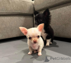 Zdjęcie №1. chihuahua (rasa psów) - na sprzedaż w Sonceboz-Sombeval | negocjowane | Zapowiedź №138822