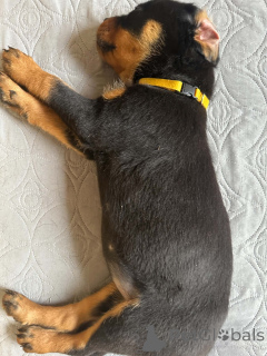 Zdjęcie №3. Kauniita ja leikkisiä rottweilerin pentuja, rekisteröity Kansasiin. Finlandia