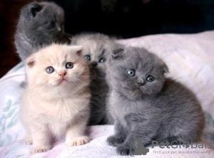 Zdjęcie №1. scottish fold - na sprzedaż w Bruksela | 837zł | Zapowiedź № 105493