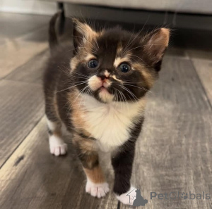 Zdjęcie №1. kot norweski leśny - na sprzedaż w Bydgoszcz | 1674zł | Zapowiedź № 160593