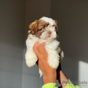 Zdjęcie №2 do zapowiedźy № 124286 na sprzedaż  shih tzu - wkupić się USA hodowca