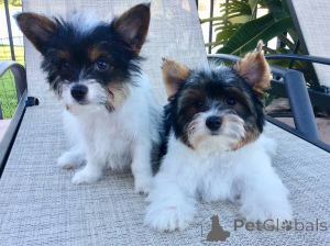 Zdjęcie №2 do zapowiedźy № 136915 na sprzedaż  yorkshire terrier biewer - wkupić się Szwajcaria hodowca