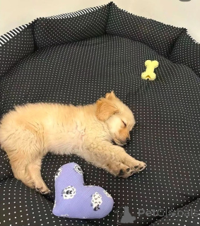 Zdjęcie №3. Golden Retriever. USA