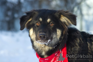 Zdjęcie №1. pies nierasowy - na sprzedaż w Москва | Bezpłatny | Zapowiedź №32251