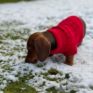 Zdjęcie №4. Sprzedam jamnik w Kamensk-Szachtinski. od żłobka, hodowca - cena - 4066zł