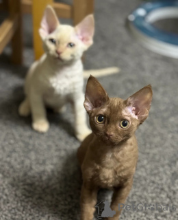 Zdjęcie №1. devon rex - na sprzedaż w Contern | 1674zł | Zapowiedź № 151482