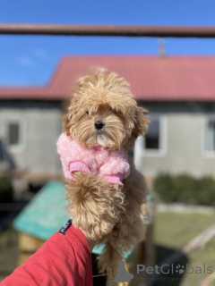 Zdjęcie №3. Maltipoo. Ukraina