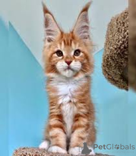Zdjęcie №2 do zapowiedźy № 173284 na sprzedaż  maine coon - wkupić się Polska prywatne ogłoszenie, hodowca