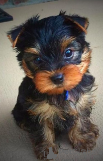 Zdjęcie №2 do zapowiedźy № 87462 na sprzedaż  yorkshire terrier - wkupić się USA hodowca