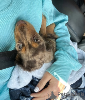 Zdjęcie №1. jamnik - na sprzedaż w Helsinki | 2392zł | Zapowiedź №164021