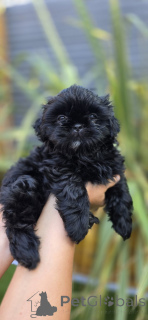 Zdjęcie №3. Sprzedam szczenięta rasy shih tzu. Niemcy