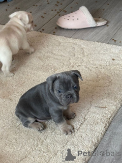 Zdjęcie №1. buldog francuski - na sprzedaż w Beringen | Bezpłatny | Zapowiedź №165679