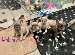 Zdjęcie №1. buldog francuski - na sprzedaż w Ansubrg | negocjowane | Zapowiedź №165613