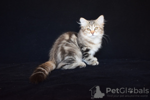 Zdjęcie №1. kot syberyjski - na sprzedaż w Almaty | 1170zł | Zapowiedź № 7974