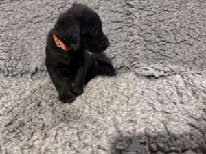Zdjęcie №2 do zapowiedźy № 166832 na sprzedaż  labrador retriever - wkupić się Wielka Brytania hodowca