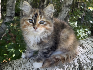 Zdjęcie №1. kot syberyjski - na sprzedaż w Strasburg | negocjowane | Zapowiedź № 154643