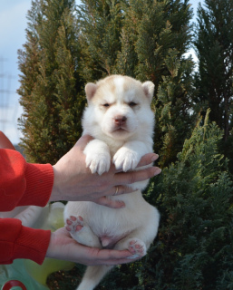 Dodatkowe zdjęcia: Szczeniakom Siberian Husky oferuje się rezerwację