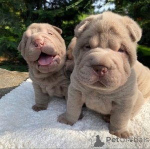 Zdjęcie №3. Gut AusgeBildete Sha-Pei-Welpen Zur Vermittlung.. Niemcy