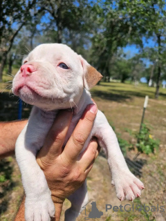 Zdjęcie №4. Sprzedam american bully w Bulandzeni. hodowca - cena - negocjowane