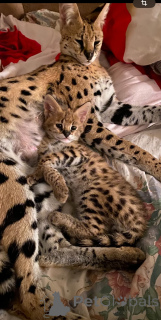 Zdjęcie №3. Dorosły kot Savannah f0. Federacja Rosyjska