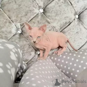 Zdjęcie №2 do zapowiedźy № 167252 na sprzedaż  kot doński sfinks - wkupić się Niemcy prywatne ogłoszenie