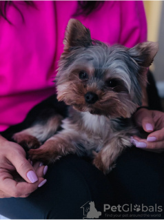 Zdjęcie №1. yorkshire terrier - na sprzedaż w Citrus Heights | 10165zł | Zapowiedź №127948