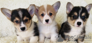 Zdjęcie №2 do zapowiedźy № 98641 na sprzedaż  welsh corgi - wkupić się Grecja 