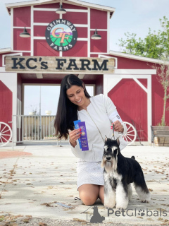 Zdjęcie №3. Sznaucer miniaturowy Suczka szczeniak. Serbia