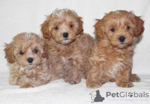 Zdjęcie №1. maltipu - na sprzedaż w Kalifornia | 2541zł | Zapowiedź №147625