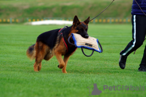 Zdjęcie №3. Szczenięta Owczarka Niemieckiego Rasowe. Ukraina