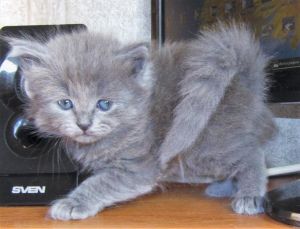 Zdjęcie №1. kot syberyjski - na sprzedaż w Moskwa | 605zł | Zapowiedź № 2170