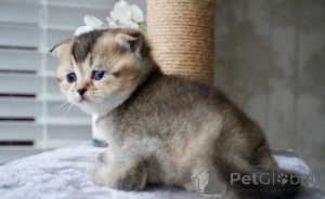 Zdjęcie №3. Munchkina-Kätzchena. Niemcy